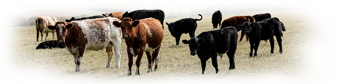 herd of shorthorns